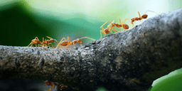 Ants
