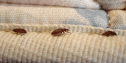 Bedbugs