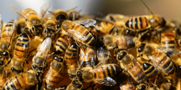 Bees
