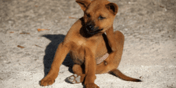 Fleas