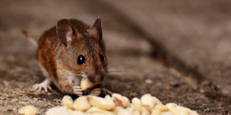 Rodents