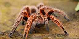 Spiders