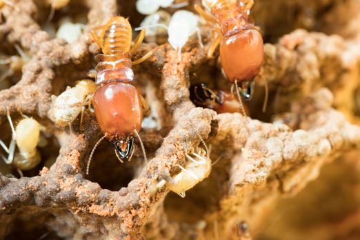 Termite Control & Remediation Termite Control & Remediation