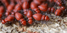 Termites