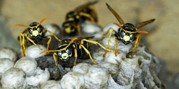 Wasps