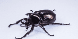 Woodboring Beetles